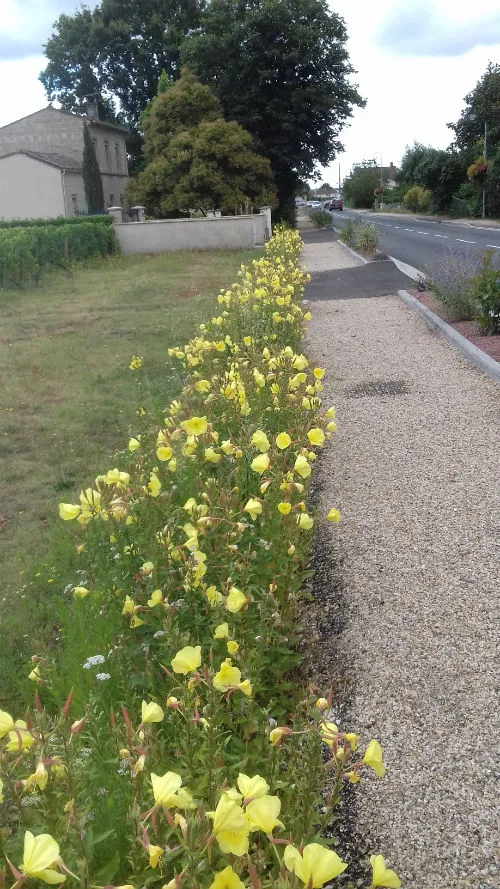 Des fleurs sauvages au bord de nos routes