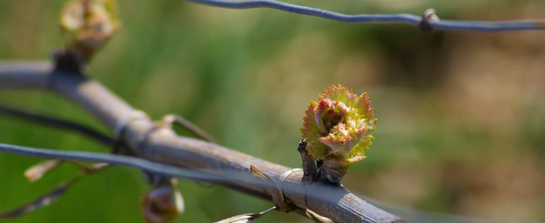La vigne recherche de la main d’oeuvre !