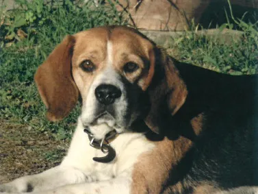 Beagle perdu dans Saint Sulpice
