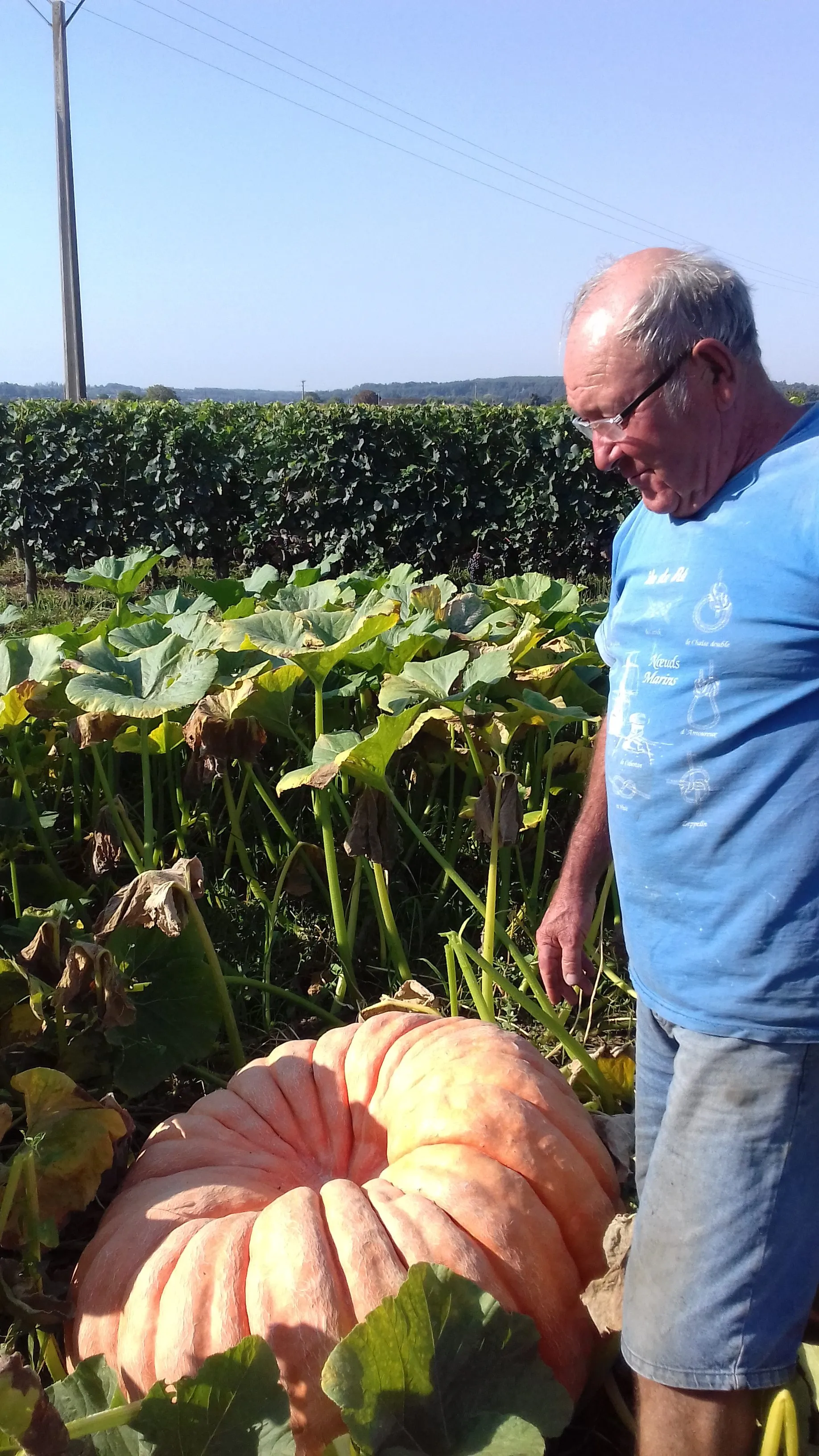 La plus grosse citrouille ?