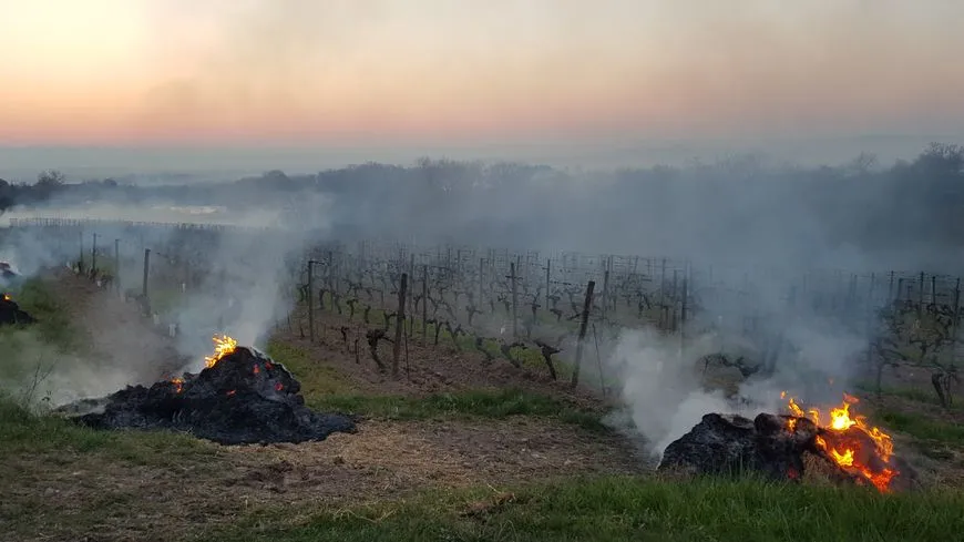 Protection des vignes contre le Gel