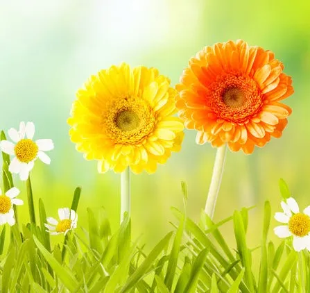 Fleurissez votre maison !