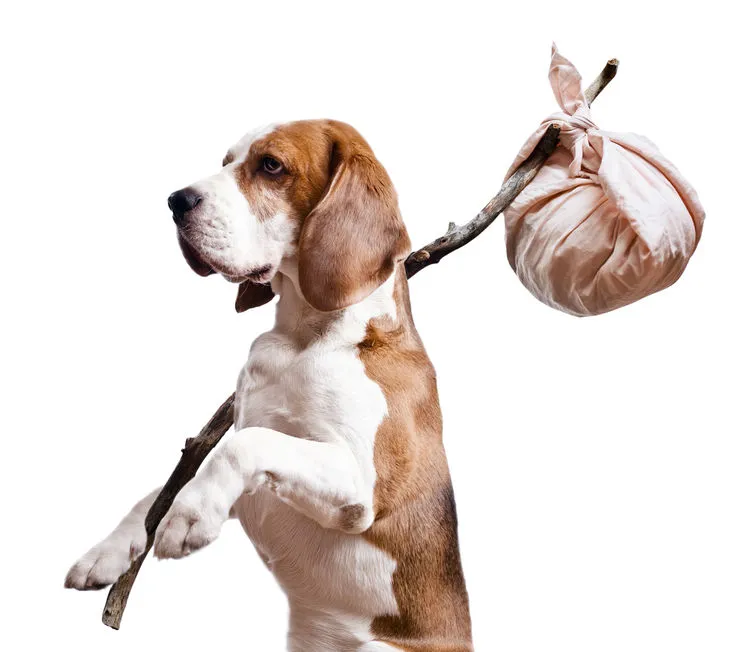 Votre animal à tendance à s’échapper à Saint Sulpice ?