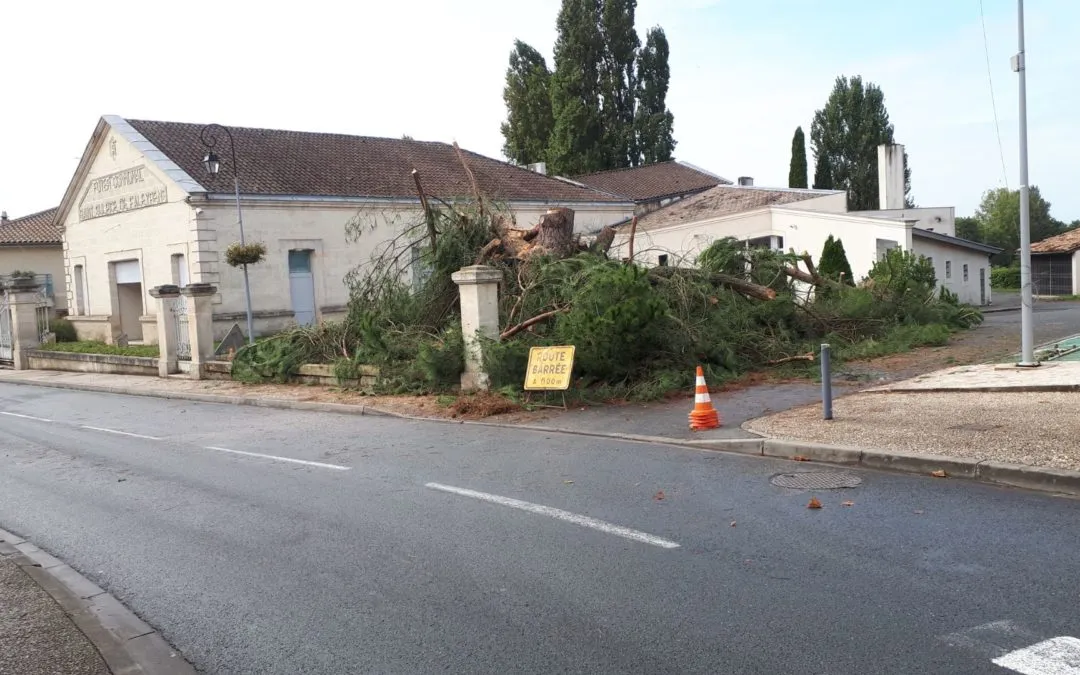Petit arbre devenu (trop) gros