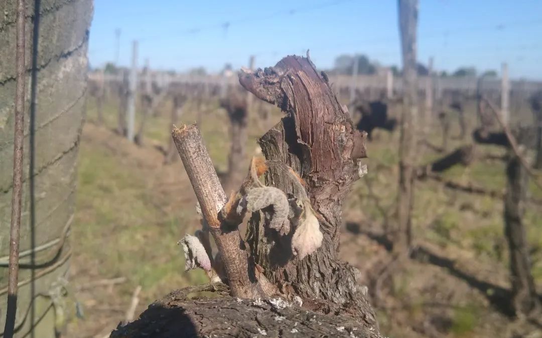 [Gel avril 2021] Exploitants agricoles : déclarez vos pertes