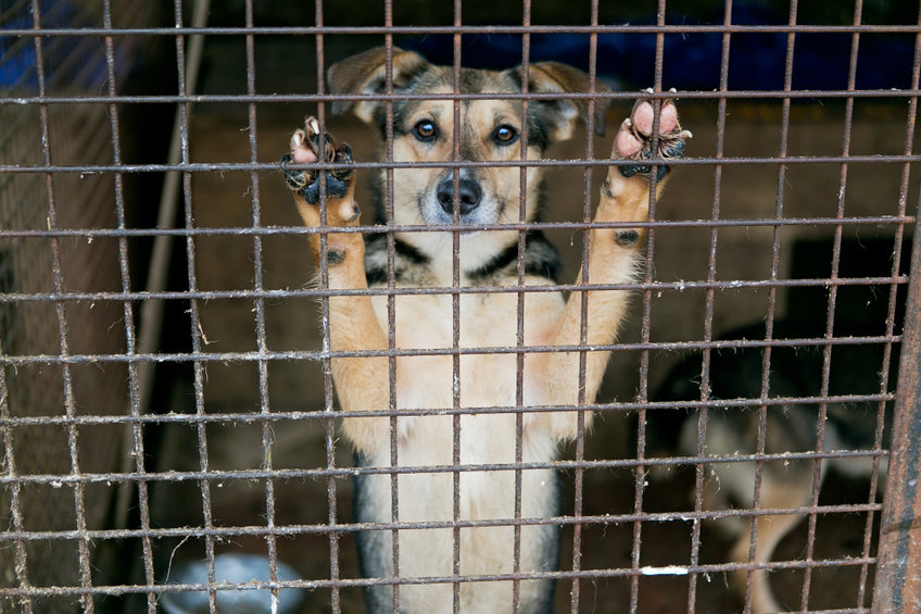 Interdiction de la divagation des chiens : amendes